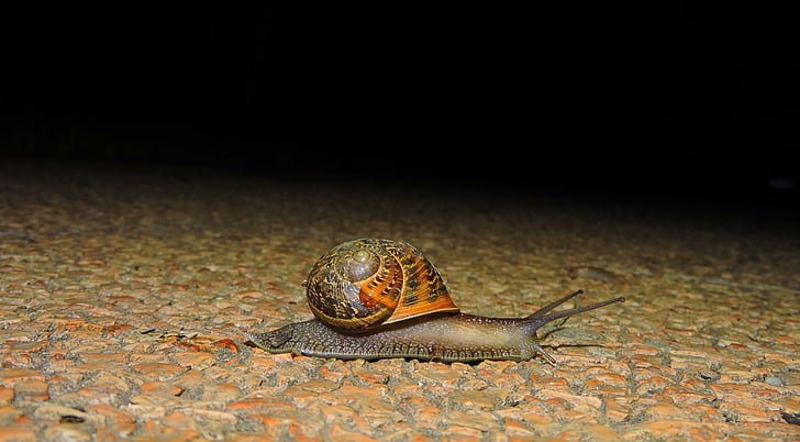 snail, crawl, night, animal, slimy, house, nature