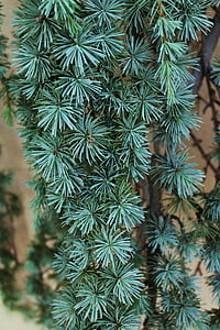 pine tree, weeping tree, green, pine needles, branches, evergreen, nature