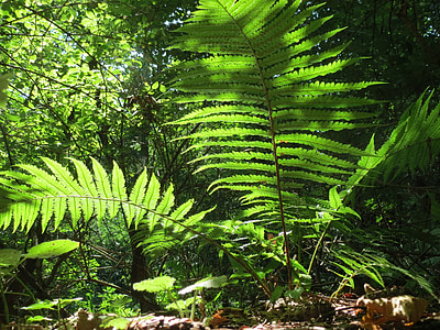 fern, green, forest, plant, nature