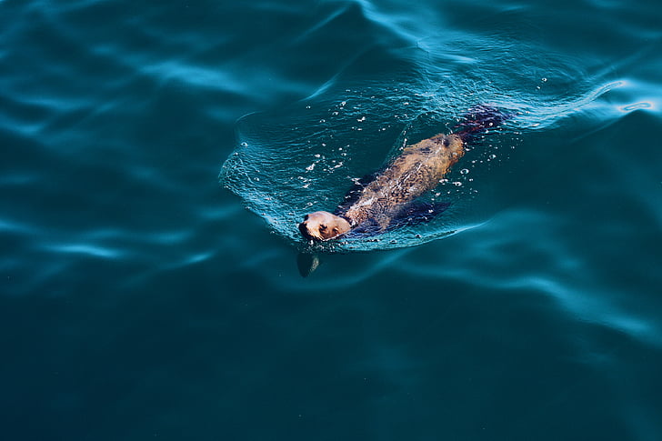 marine, otter, swimming, water, daytime, seal, sealion