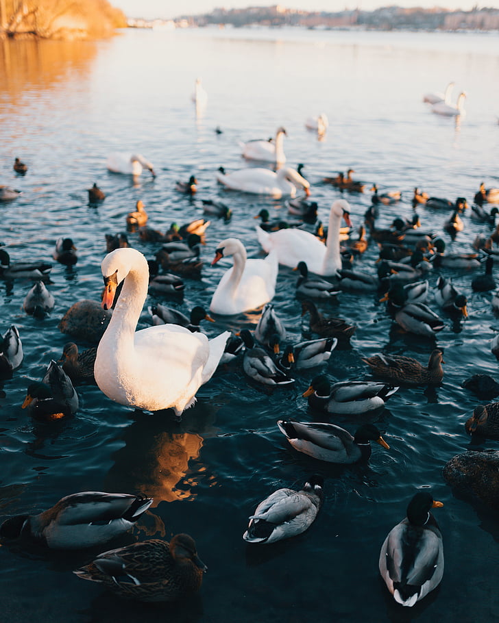 vann, Duck, Swan, fugler, dyr, natur, utendørs