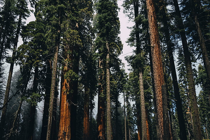 skov, natur, træer, Woods