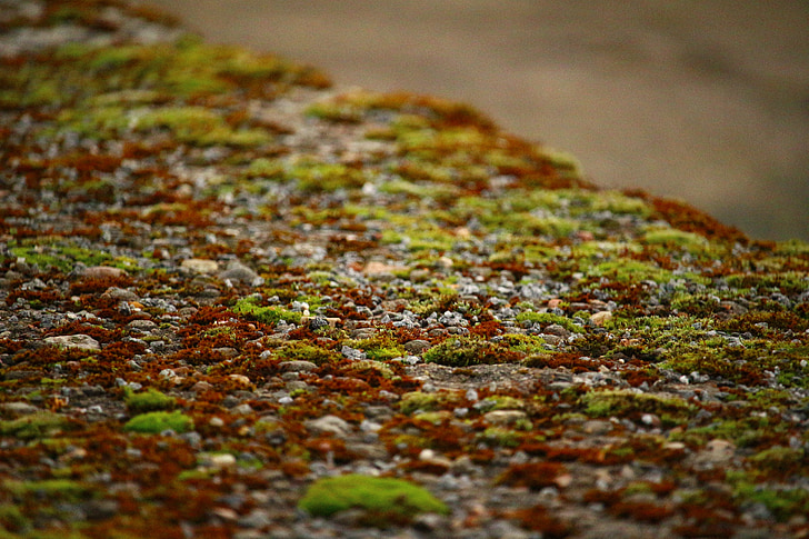 Moss, korstmossen, stenen muur, steen, verweerde, natuur