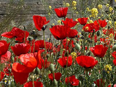 flowers, poppies, rossi, poppy, red, field, meadows