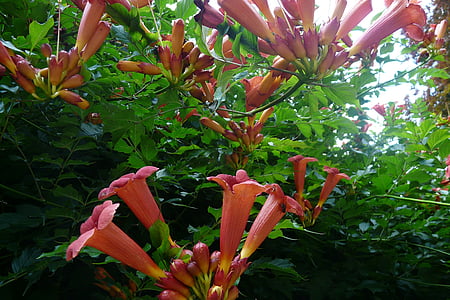 trumpet Hoa, màu đỏ, Blossom, nở hoa
