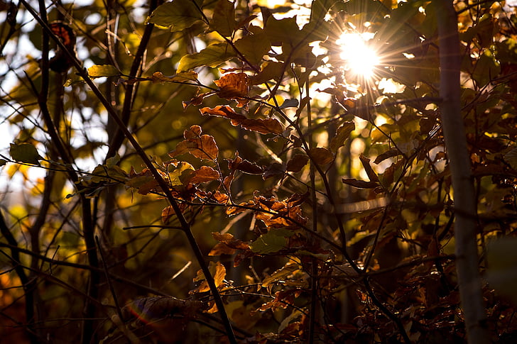 Осінь, листя, естетичний, Осіннє сонце, світло назад, Осінній настрою, освітлення