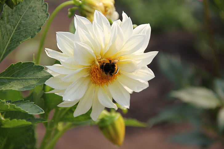 Ντάλια, λουλούδι, λευκό, άνθος, μέλισσα, πέταλα