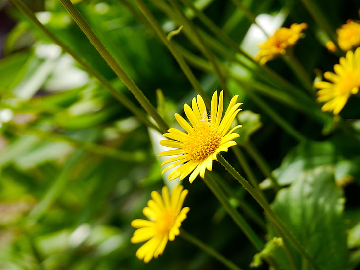 ganswurz κίτρινο, άνθιση, φυτό, Φυσικά, άνοιξη, λουλούδι, φωτεινή
