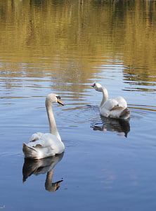swans, birds, fidelity, love, spring, tenderness, white swan