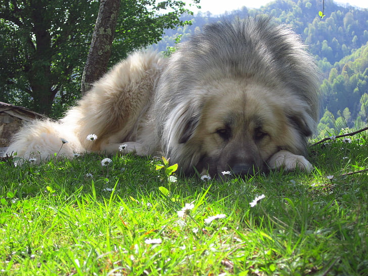 Blanca León, perro, animales de compañía, triste, al aire libre, hierba, suelo