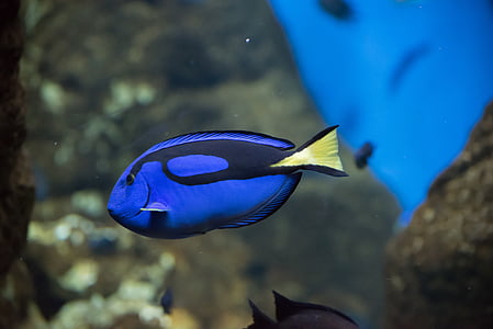 Pairi daiza, Arnold, Blå fisk, fisk, Zoo, akvarium