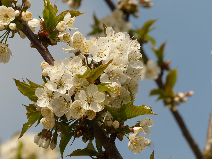 cseresznyevirág, tavaszi, cseresznye, Blossom, fehér virág, fa, ágak