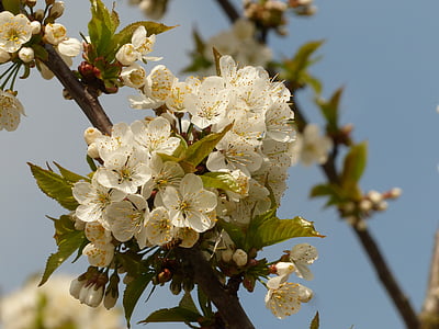češnjev cvet, pomlad, češnja, cvet, beli cvet, drevo, veje