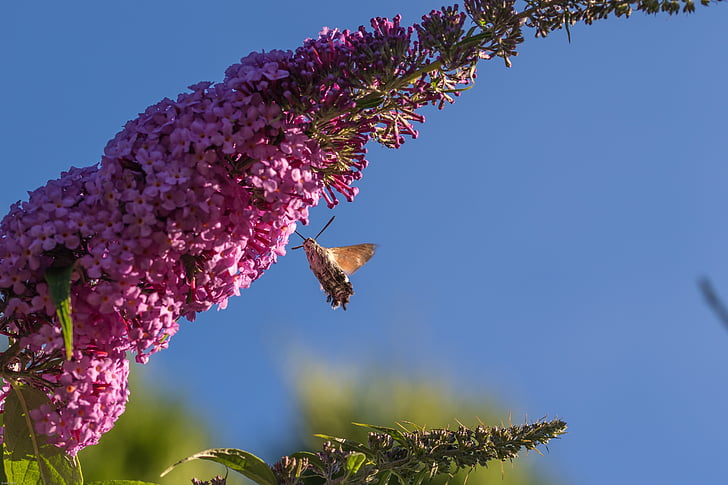 Hummingbird hawk moth, insectă, floare, floare, floare, molie, fluture