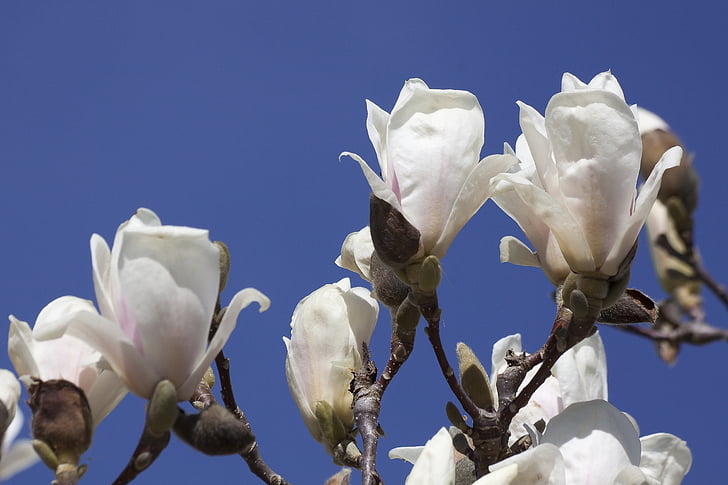 magnolia, blossom, bloom, bush, spring, plant, nature