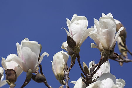 Magnolia, Blossom, Bloom, Bush, våren, Anläggningen, naturen