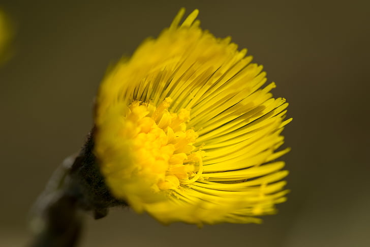 coltsfoot, flower, yellow, inflorescence, spring
