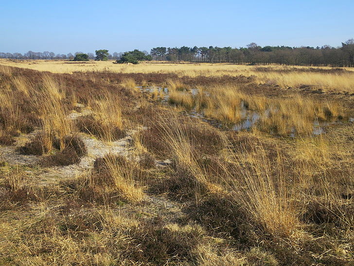 de grote peel, naturreservat, Noord-limburg, Nederländerna