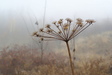 cobweb, drops, rosa, the stem, spider's web, meadow, the fog
