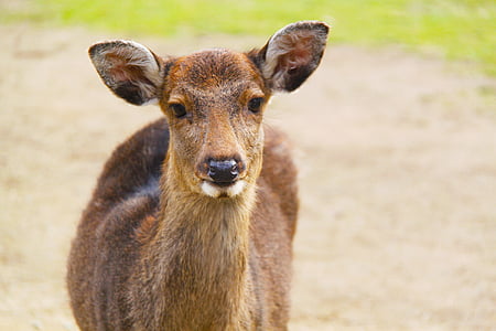 cerf, animal, Nara deer park, Parc de Nara, Nara, Japon