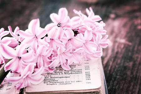 flower, hyacinth, pink, flowers, fragrant flower, fragrant, book