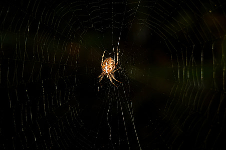 spider, out, dark, nature, network, mystical, cobweb