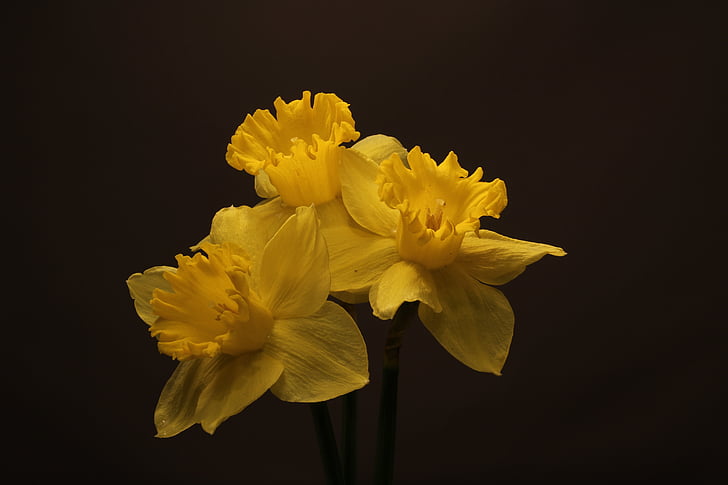 Nartsissid, lilled, õied, kollane, kevadel, Narcissus, jonquils