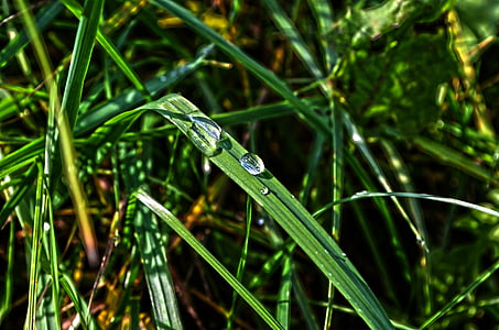 nature, grass, macro, drop, dew, green Color, close-up