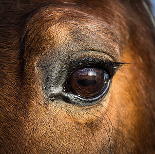 cheval, œil, équins, tête, animal, équitation aux Jeux, poney