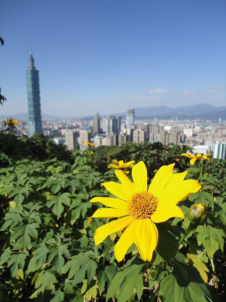 Taipei, cvatu, sunčano