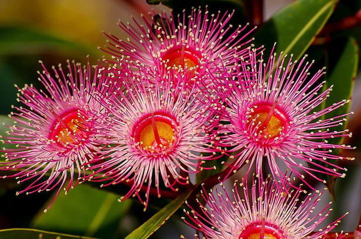 eucalyptus flowers, flowers, blossom, australian, red, pink, tree