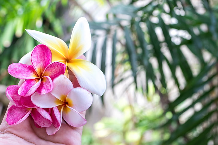 Bali, frumos, frumusete, floare, înflorit, floare, Botanică