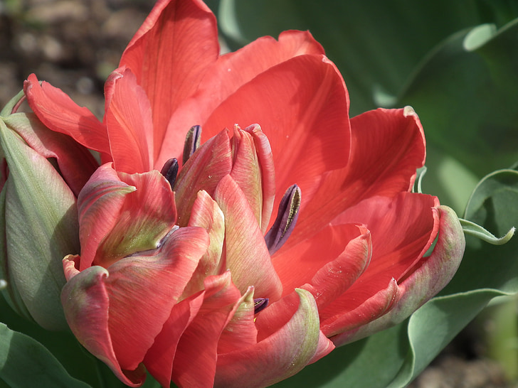 Tulip, printemps, fleur, pétale, Blooming, rouge, Blossom