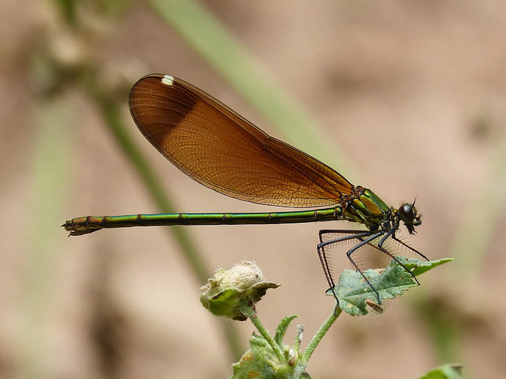 calopteryx haemorrhoidalis, dragonfly, wings, detail, black dragonfly