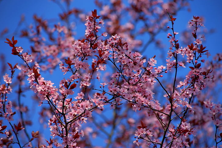 epletreet, Apple treet blomstrer, blomster, Eple blomstre, våren, natur, blomst