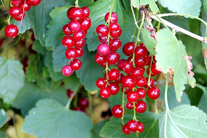 currants, red, red currant, fruit, bush, delicious, healthy