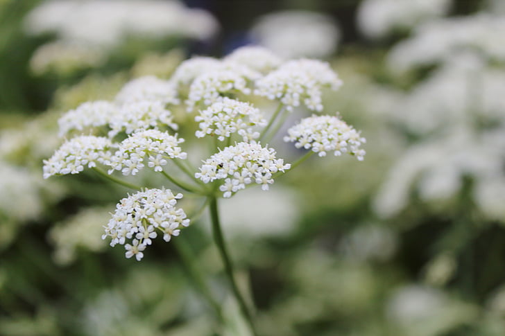 flor blanca, males herbes, macro