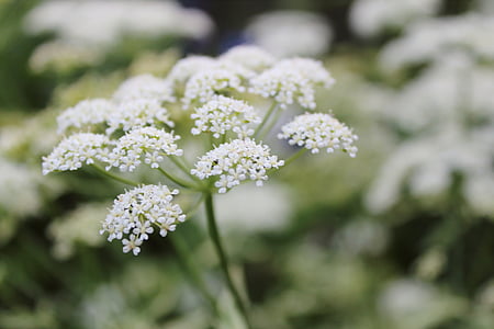 Белый цветок, растений, макрос