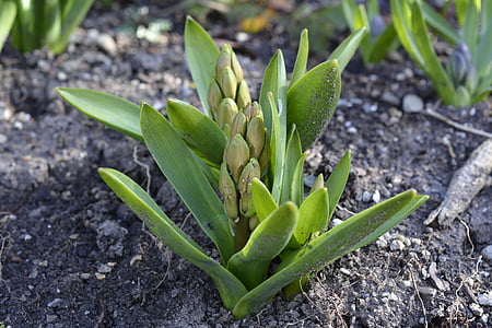 hyacinth, bud, spring, flower, plant, garden, asparagus plant