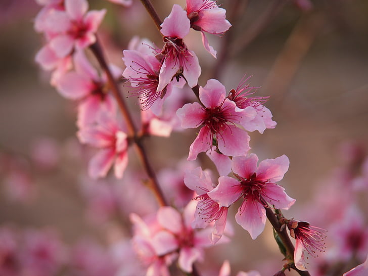 almendro, pétalos de rosa, primavera, naturaleza, flor, árbol, rama