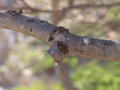 épinette, goutte de résine, Mallorca, arbre, nature, Espagne, vieil arbre