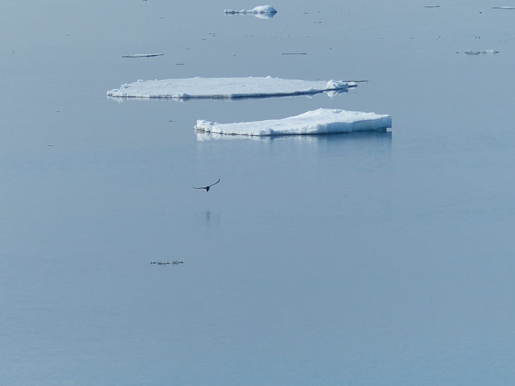 llenca de gel, Mar de Noruega, Gavina, l'hivern, gel, ocell, Art