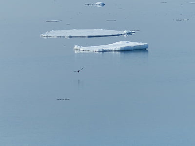 krze lodowej, Morze Norweskie, frajer, zimowe, lód, ptak, sztuka