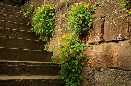 escaleras, pared, piedra, muy crecido, aparición, escalera de piedra, pared de ladrillo viejo
