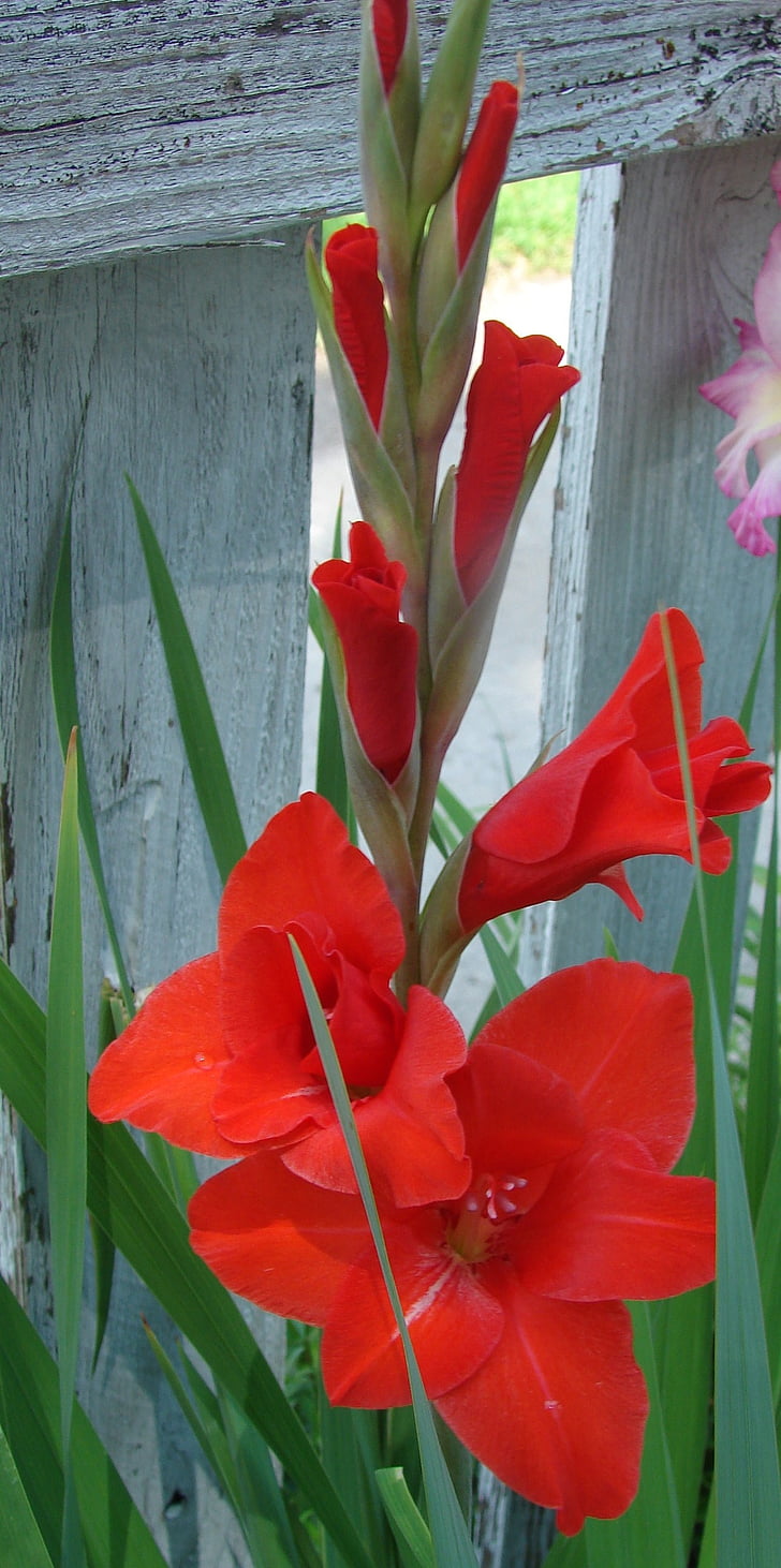 Gladiolus, blomst, blomst, natur, petal, anlegget, Blossom