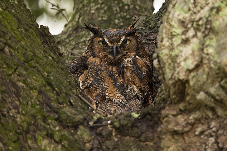 Great horned owl, träd, Predator, vilda djur, uppflugen, Raptor, nattlig