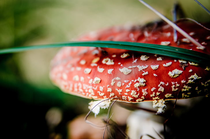 Fly agaric vermelho, cogumelos, cogumelo, envenenamento por, floresta, coletar, Outono