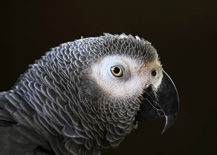 Papoušek, Tropical, barevné, pták, zobák, portrét, Profil