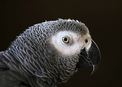 papegøye, Tropical, fargerike, fuglen, nebb, stående, profil