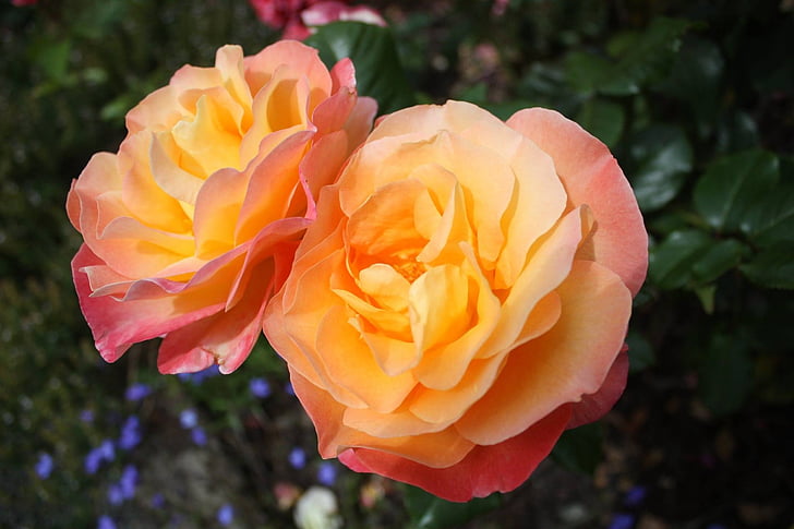 roses, flowers, floral, nature, plant, flower, petal